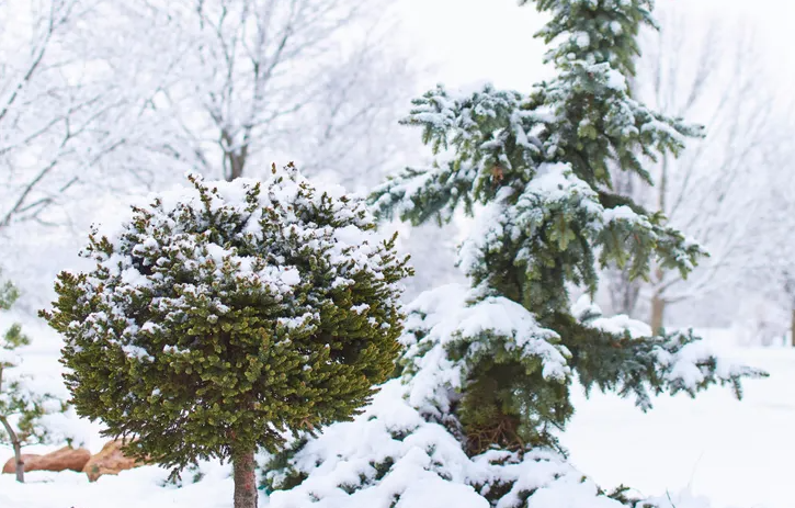 Winter Watering Tips for Colorado Foothills Trees